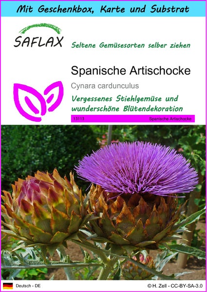SAFLAX Geschenk Set - Spanische Artischocke - Cynara cardunculus - 50 Samen - Mit Geschenkbox, Versandaufkleber, Geschenkkarte und Anzuchtsubstrat