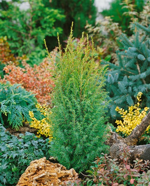 Juniperus communis 'Gold Cone', Wacholder, goldgelb, 60–80 cm