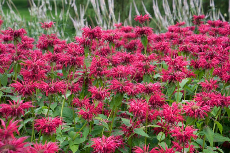 Monarda fistulosa 'Gardenview Scarlet', Indianernessel, rot, ca. 11x11 cm Topf