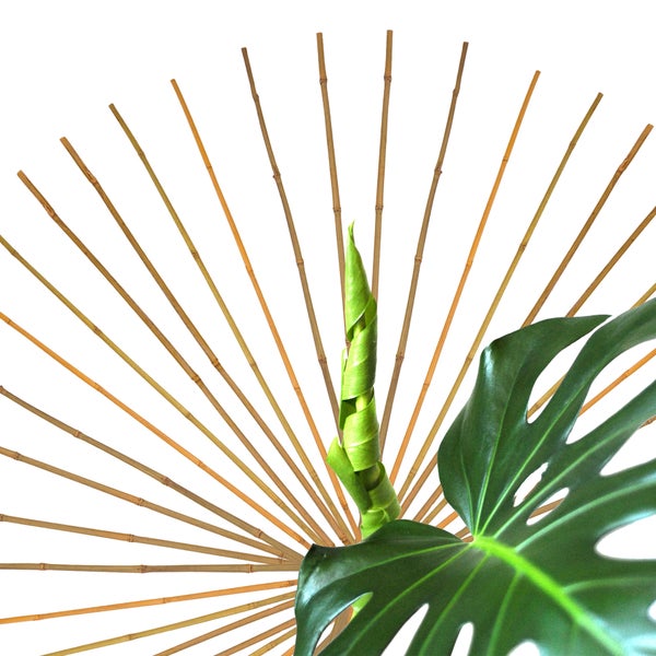 Monstera Pflanze mit Bambusstöcken im Hintergrund