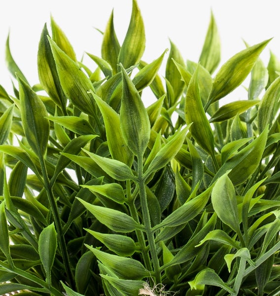 Symbol für Zimmerpflanzen