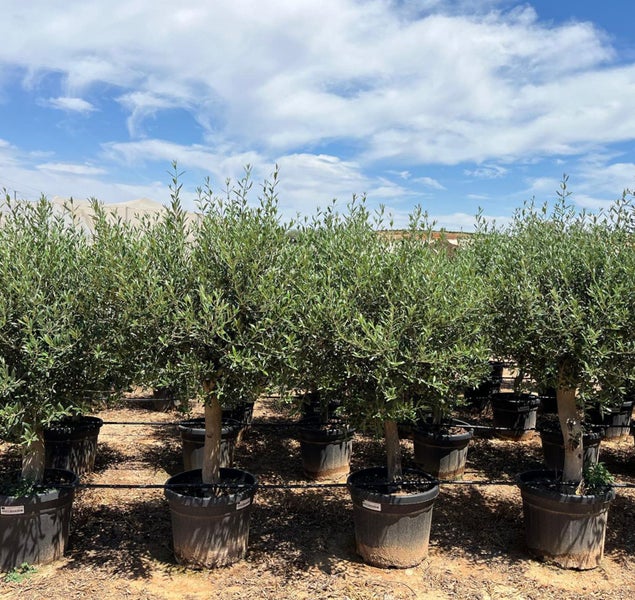 Olivenbaum Olea Europaea Picual mit dicken Stamm & Gesamthöhe ca.: 180cm