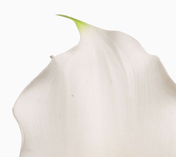 Künstliche Orchidee Phalaenopsis mit weißen Blüten, gelber Mitte und grünen Knospen an einem Stiel.