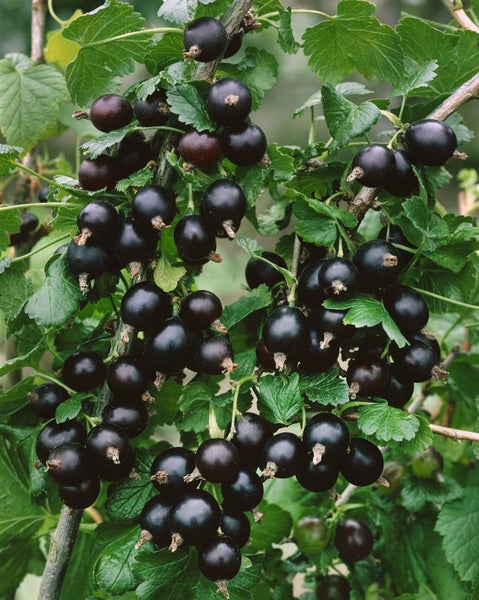 Ribes x nidigrolaria, Jostabeere, 90 cm Stammhöhe