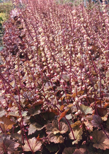 Tellima grandiflora 'Rubra', Rote Tellima, ca. 9x9 cm Topf