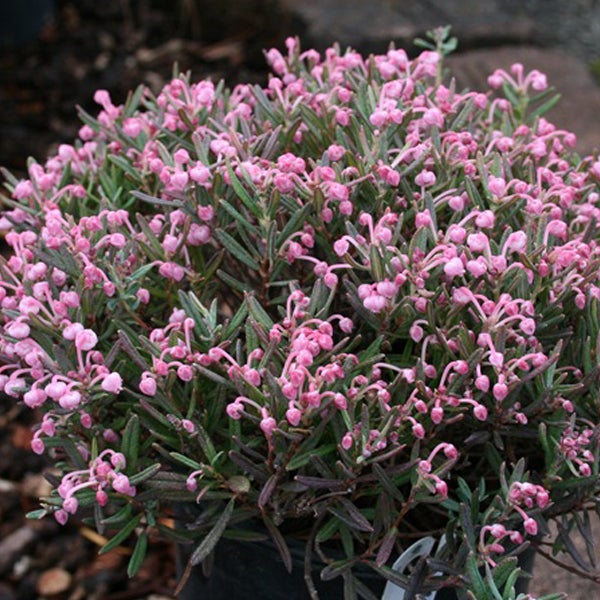 Blühende Andromeda Polifolia Compacta Gartenpflanze