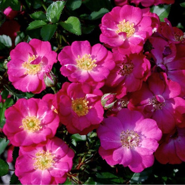 Nahaufnahme von rosa Rosenblüten mit gelben Staubgefäßen