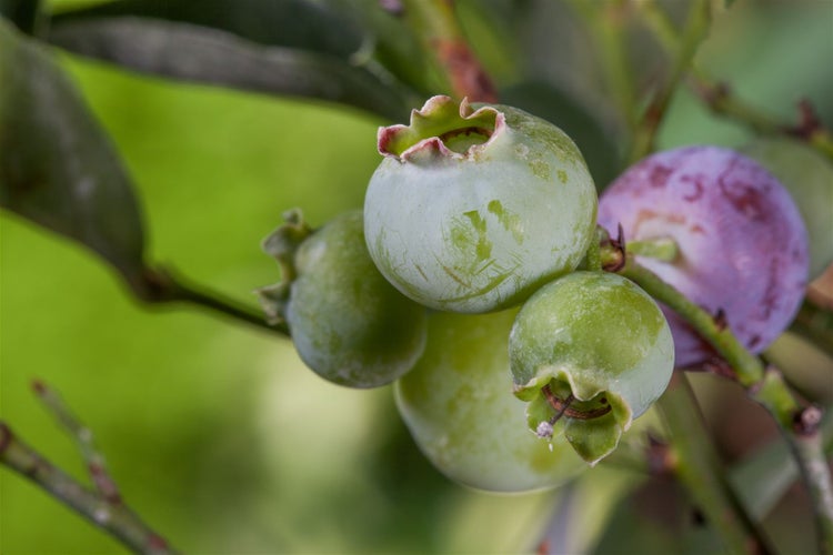 Unreife und reifende Blaubeeren an einem Strauch in Nahaufnahme