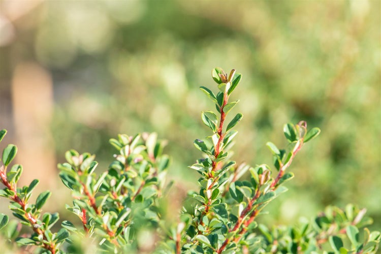 Cotoneaster microphyllus 'Cochleatus', immergrün, ca. 9x9 cm Topf