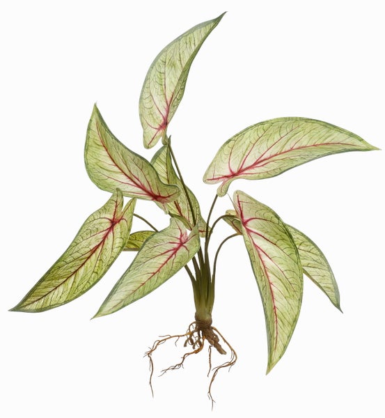 Caladium Buntwurz Zimmerpflanze mit freiliegenden Wurzeln, helle Blätter mit roten Adern.