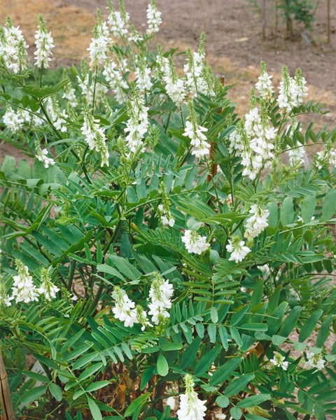 Galega officinalis, Geißraute, ca. 9x9 cm Topf, robust