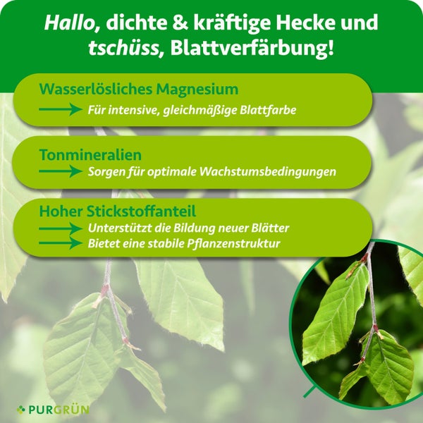 Infografik für Purgrün Heckendünger mit Vorteilen von Magnesium, Tonmineralien und Stickstoff für Blattfarbe und Wachstum. Purgrün Logo.