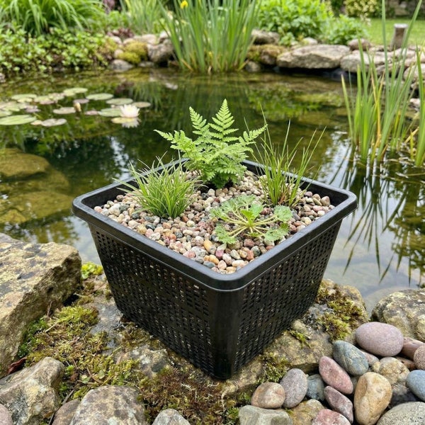 Quadratischer Teichpflanzkorb aus schwarzem Kunststoff mit Wasserpflanzen und Kies an einem Gartenteich.