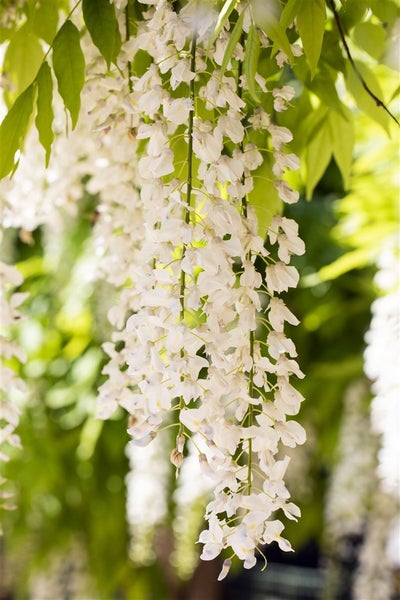 Wisteria sinensis 'Alba', Chinesischer Blauregen, weiß, 150–200 cm