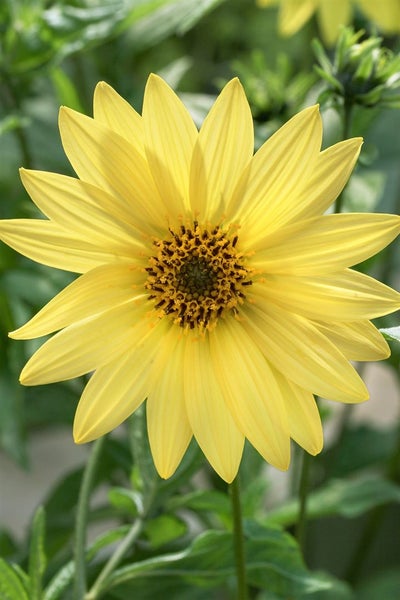 Helianthus microcephalus, Sonnenblume, gelb, ca. 11x11 cm Topf