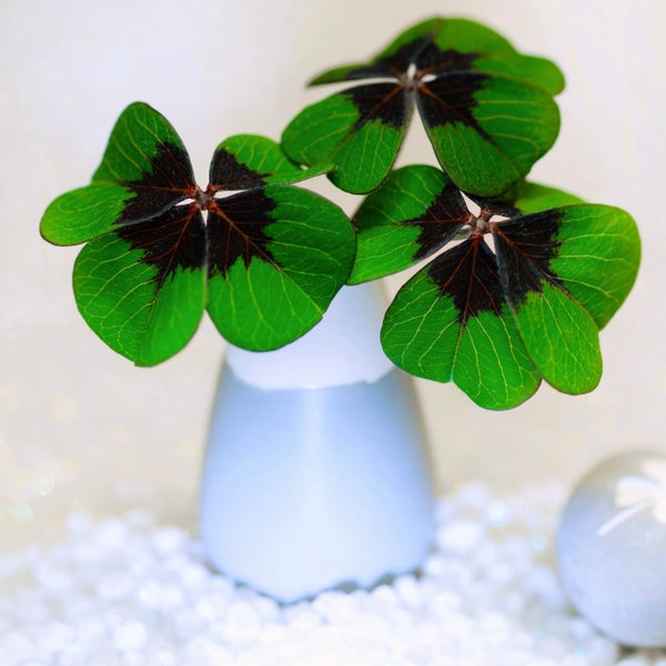 Glücksklee Oxalis deppei mit dunkler Blattmitte in einer kleinen Vase auf weißen Dekosteinen.