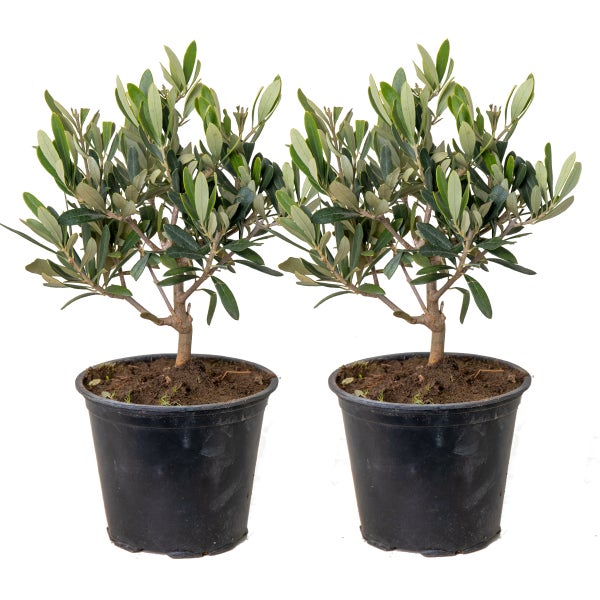 2x Olea europaea - Olivenbaum - Mittelmeerbaum - Winterheart – ⌀14 cm - ↕20-30 cm