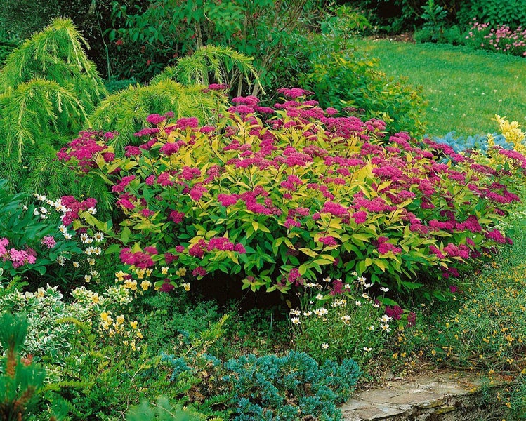 Blühender Japanischer Spierstrauch Spiraea japonica mit pinkfarbenen Blüten in einem bepflanzten Gartenbeet neben Nadelgehölzen.