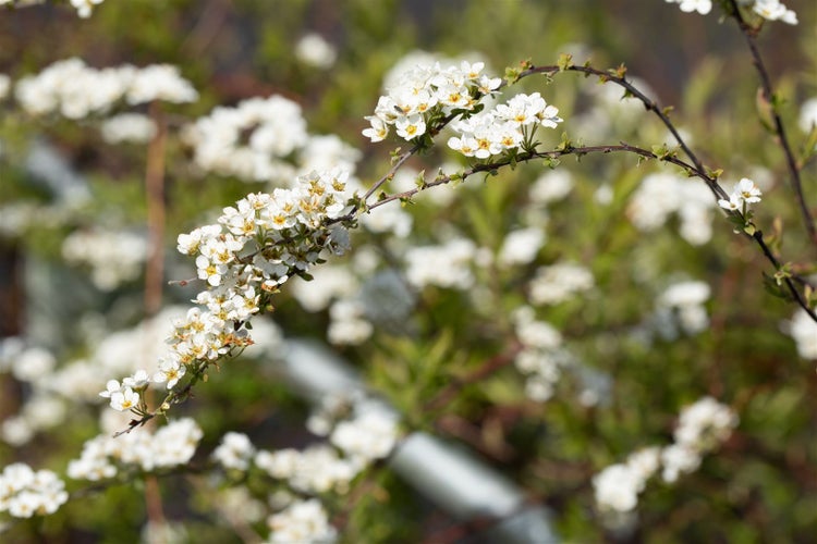 Spiraea cinerea 'Grefsheim', Asch-Spiere, weiß, 60–80 cm