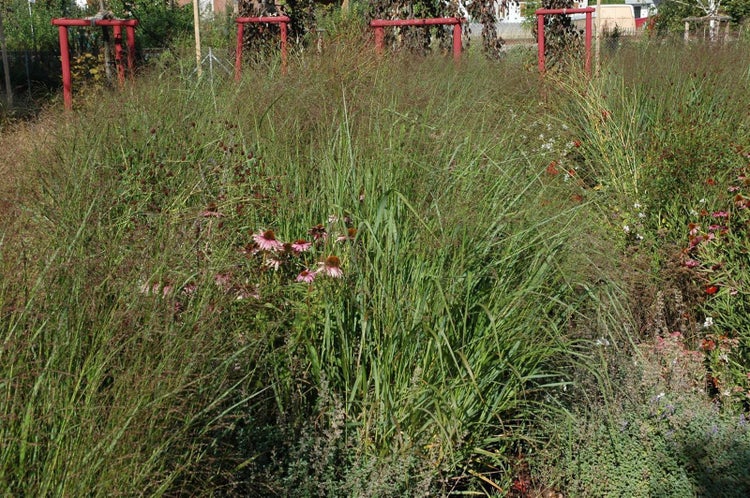 Panicum virgatum 'Squaw', Rutenhirse, rotbraun, ca. 9x9 cm Topf