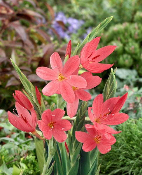 Schizostylis coccinea, Scharlach-Kaffernlilie, rot, ca. 9x9 cm Topf