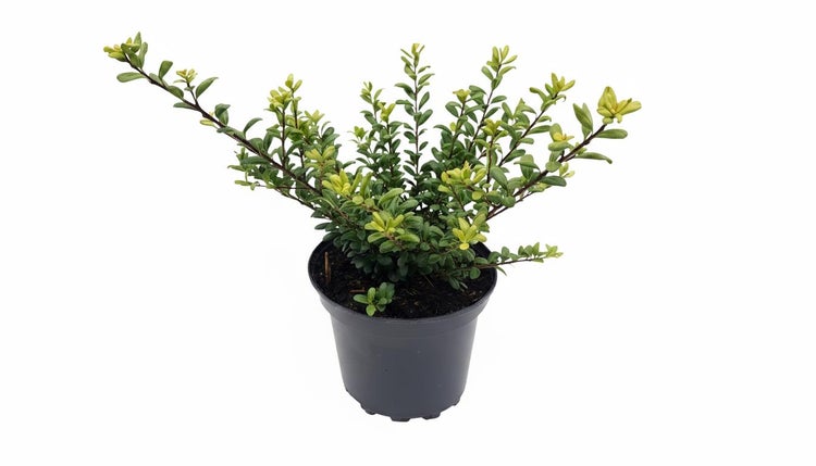 Ilex crenata Fastigiata in einem Kunststofftopf
