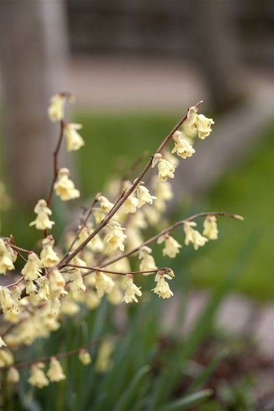 Corylopsis pauciflora, Scheinhasel, zartgelb, 40–60 cm