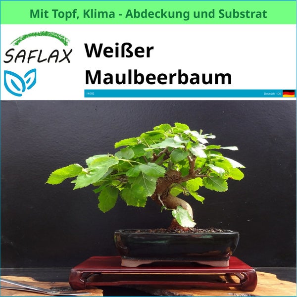 Weißer Maulbeerbaum Bonsai im Topf von Saflax