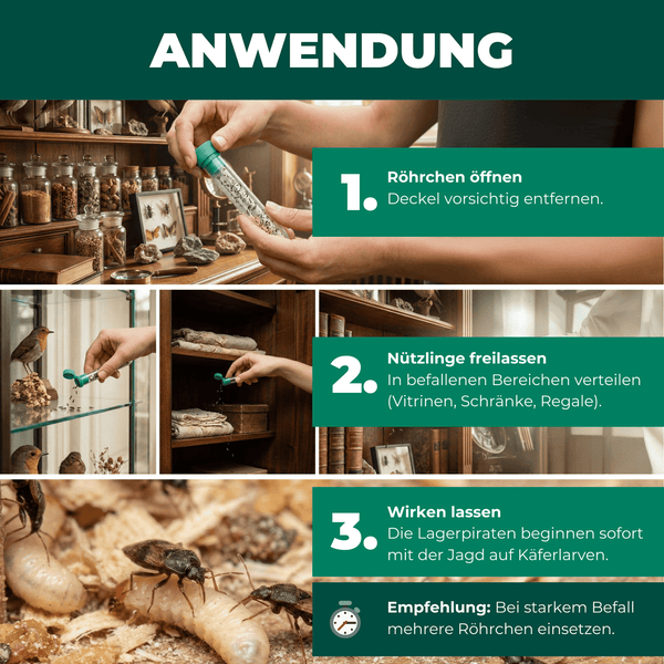 Anwendung von Nützlingen zur Schädlingsbekämpfung in drei Schritten: Röhrchen öffnen, Nützlinge freilassen, wirken lassen.