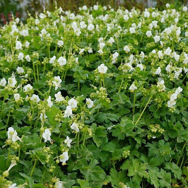 Blühende Bodendeckerpflanze mit weißen Blüten im Garten.