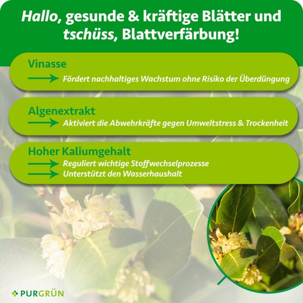 Purgrün Gewürzlorbeer Dünger Konzentrat, 1 Liter Flasche mit Dosierkappe, für circa 100 Liter Gießwasser, Bio Qualität.
