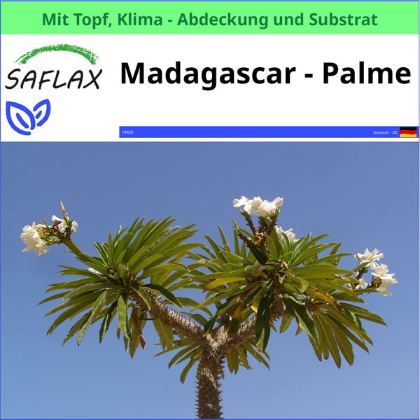 Madagaskarpalme mit Topf, Klimaabdeckung und Substrat