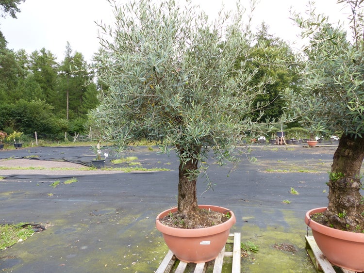 Ein Olivenbaum in einem grossen Kunststofftopf steht auf einer Holzpalette im Aussenbereich einer Gärtnerei.