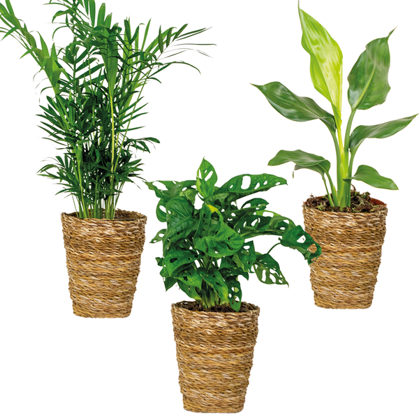 3x Luftreinigungskörbe Mix – Luftreinigung – ⌀12 cm - ↕20-45 cm