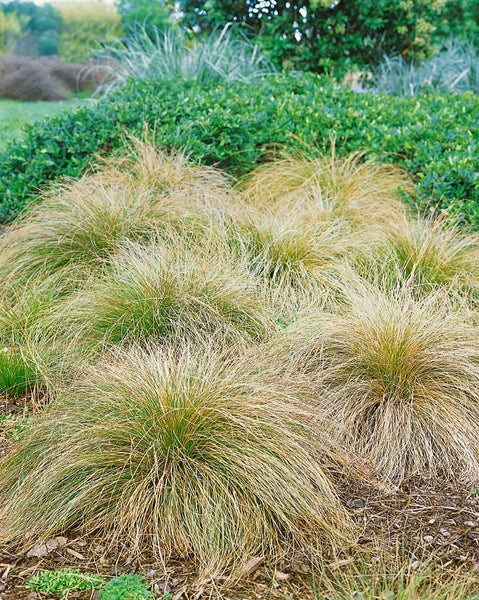 Carex testacea, Neuseeländisches Segge, orange-braun, ca. 9x9 cm Topf