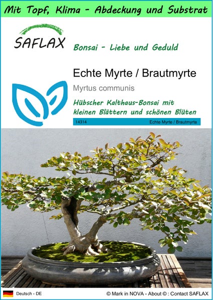 SAFLAX Garden to go - Echte Myrte / Brautmyrte - Myrtus communis - 30 Samen - Mit Topf, Klima - Deckel und Anzuchtsubstrat