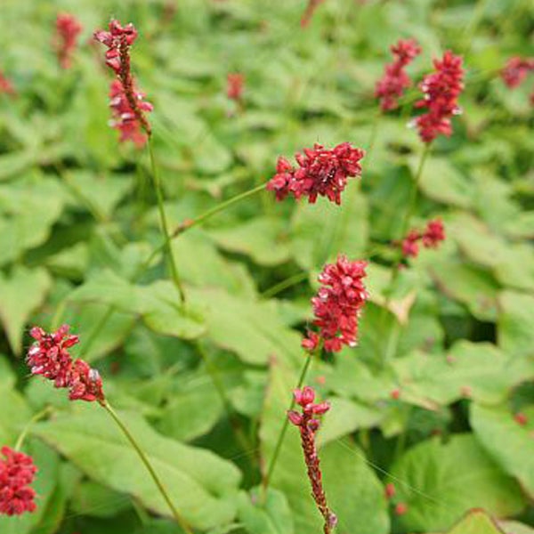 Wiesenknöterich Pflanze im Garten