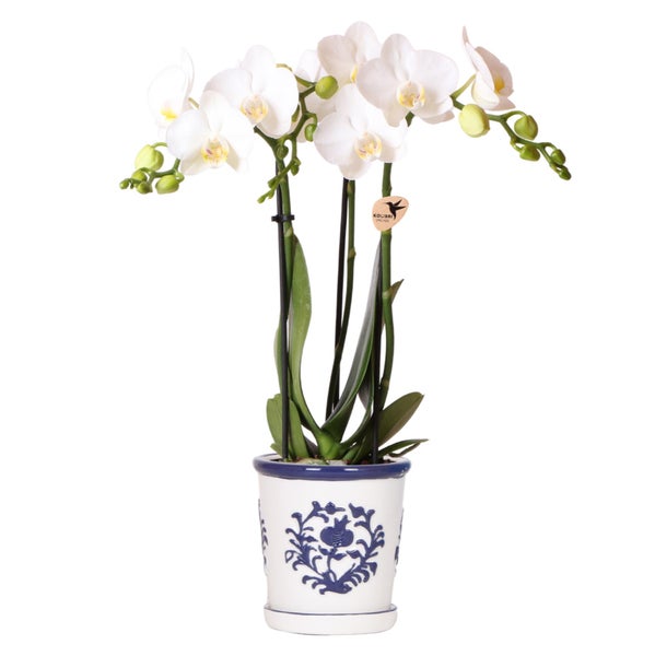 Kolibri Orchideen weiße Phalaenopsis Orchidee Amabilis + Malaga Ziertopf blau Topfgröße 9cm blühende Zimmerpflanze