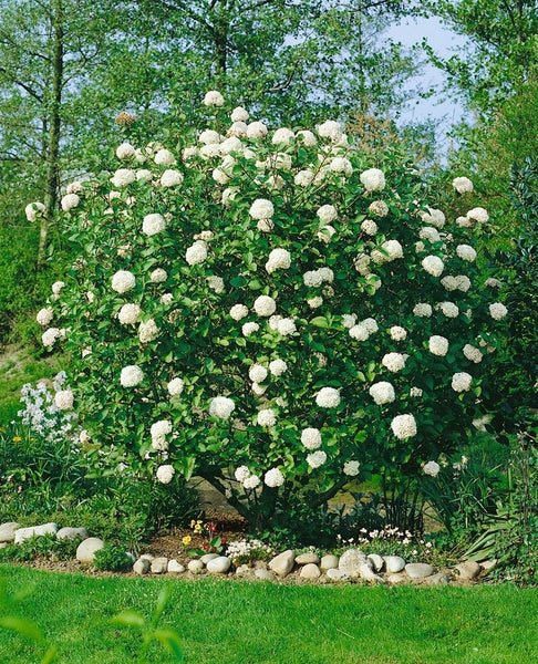 Schneeballhortensie im Gartenbeet mit Rasen