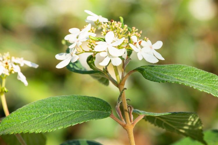 Blütenstand eines Schneeballs mit weißen Blüten und grünen Blättern