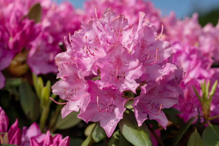 Rhododendron Hybr. 'Walküre', rosa Blüten, 40–50 cm