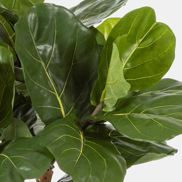 Detailansicht einer Geigenfeige Ficus lyrata mit großen, grünen, glänzenden Blättern und markanten Blattadern.