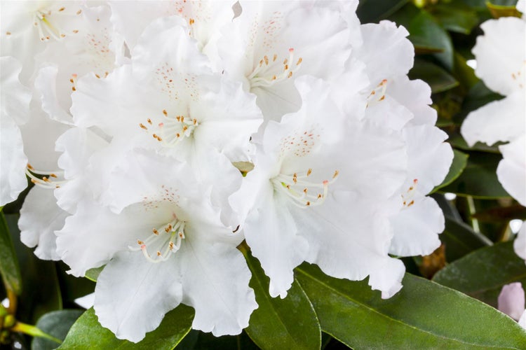 Rhododendron yakushimanum 'Schneekrone', weiß, 20–25 cm