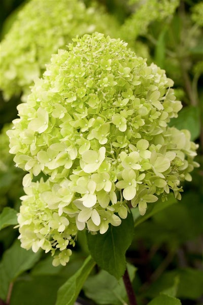 Hydrangea paniculata 'Limelight' -S-, Rispenhortensie, grünlich-weiß, 40–60 cm