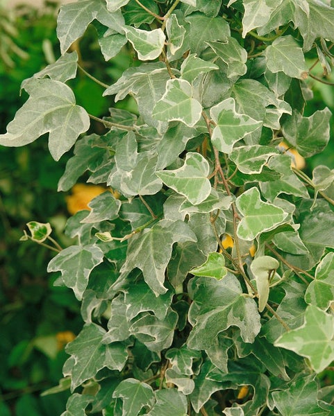 Hedera helix 'Glacier', Efeu, grün-weiß, 60–80 cm