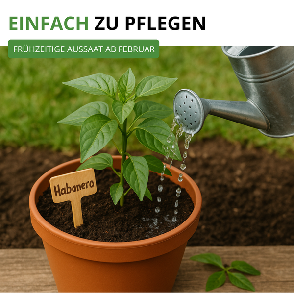 Junge Habanero-Pflanze in einem Topf mit Holzstecker wird mit einer Metallgießkanne bewässert.