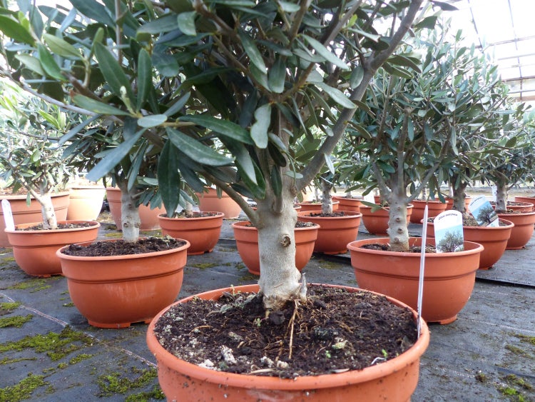 Olivenbäume Olea europaea in terrakottafarbenen Pflanztöpfen, angeordnet in Reihen in einer Gärtnerei.