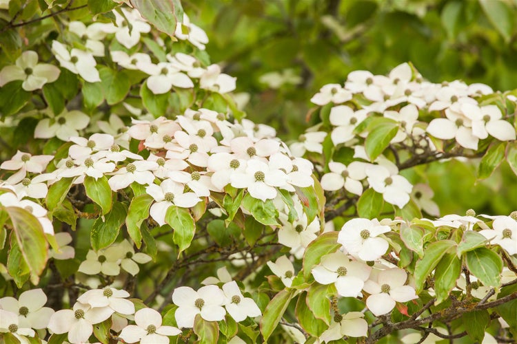 Cornus kousa, Japanischer Blumen-Hartriegel, 60–80 cm