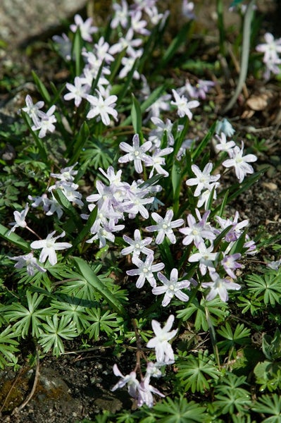 Sternhyazinthen im Gartenbeet
