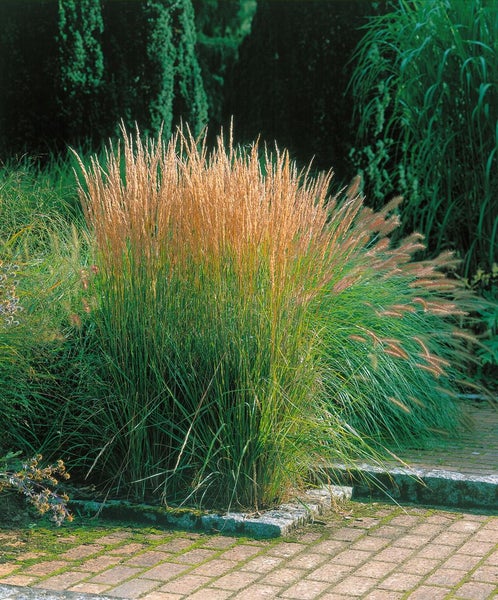 Pflanzenarrangement mit Ziergras im Garten